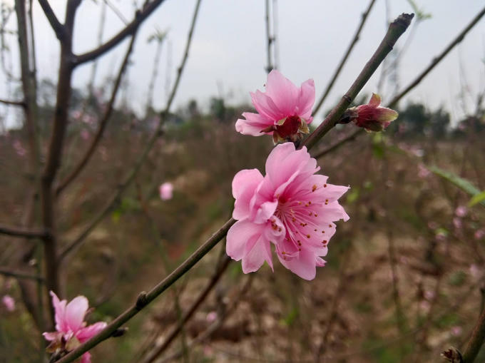 Hoa đào năm nay nở đúng dịp nên rất được khách hàng ưa chuộng.