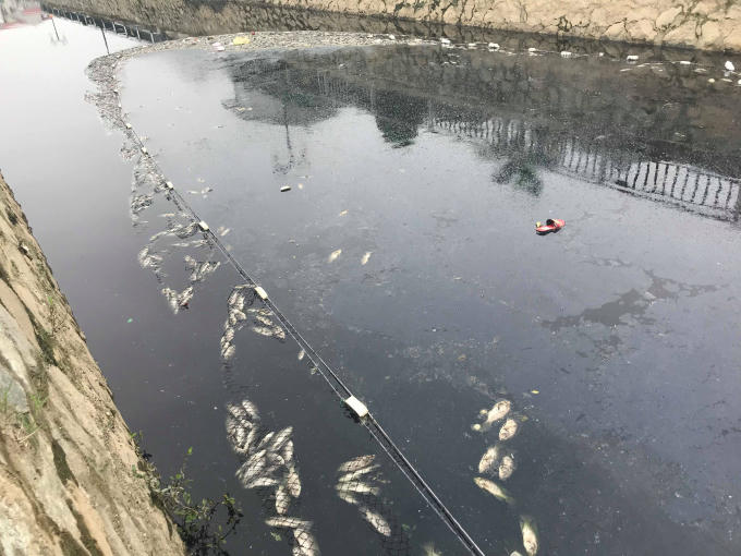 Mặc dù đây là lần thứ 2 trong ngày nhóm công nhân dùng lưới để "quét" trên mặt nước thu gom cá chết nhưng số lượng vẫn còn rất nhiều.