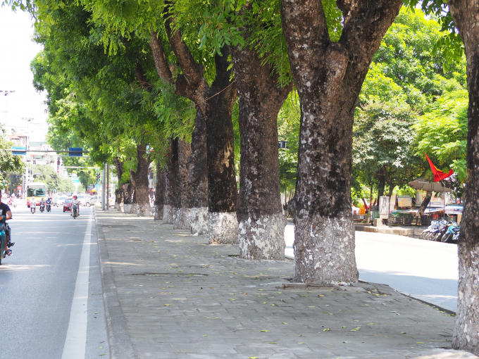 Vài ngày tới hàng cây xà cừ này sẽ chỉ còn trong kí ức của người dân.