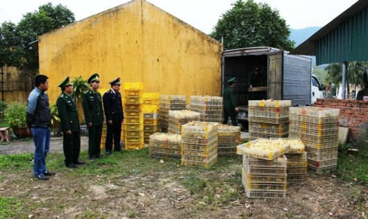 12.000 con gà nhập lậu bị bắt giữ.