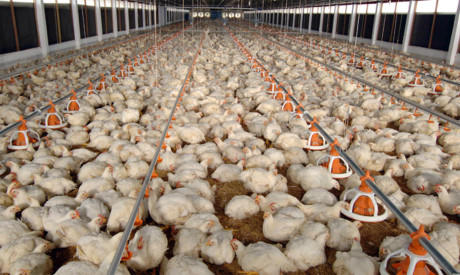 Bí ẩn gà 10 ngàn/kg: Xương đen thui, thịt mục nát