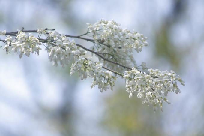 Chùm ảnh: Hà Nội những ngày hoa sưa nở trắng các con phố