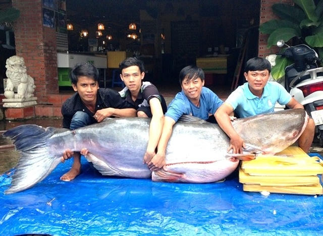 Đầu tháng 11/2015, một nhà hàng tại quận 7 (TP.HCM) mua được một con cá tra dầu nặng 200kg của ngư dân Campuchia. Được biết, trước đó, nhà hàng này đã mua được nhiều cá tra dầu có trọng lượng 180 - 190 kg.)
