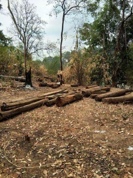 Hiện trường vụ phá rừng mới nhất.