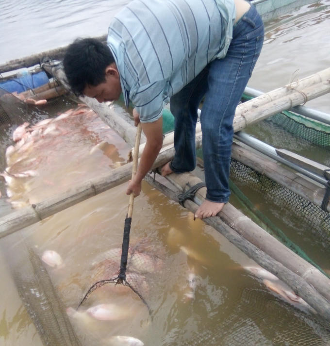 Người nuôi cá lồng vớt cá để đi chôn tránh tình trạng thối rữa làm ô nhiễm môi trường nơi đây.