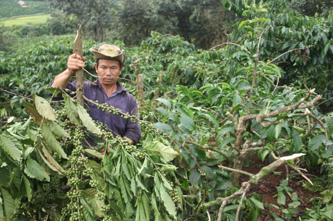 Anh Long đau xót nhìn vườn cà phê bị triệt hạ.