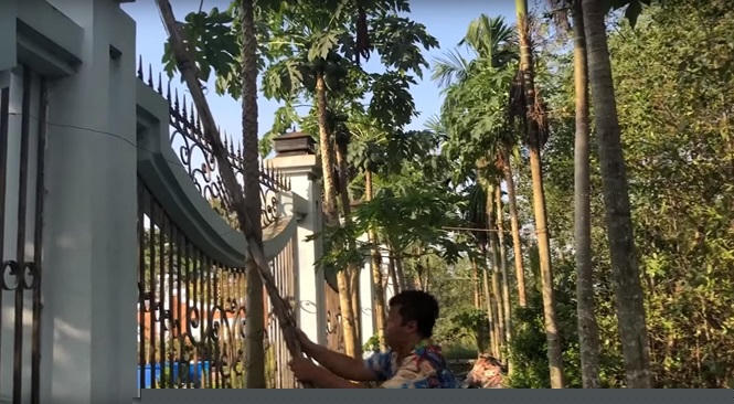 Có thể thấy, trong đoạn video này, nam danh hài mời vợ chồng Cát Phượng - Kiều Minh Tuấn cùng một số anh em đến chơi nhà. Nghệ sĩ Cát Phượng phải kêu lên vì lần đầu tiên biết ở đền thờ Tổ của Hoài Linh có mảnh vườn to trồng nhiều cây trái như vậy.