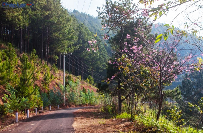 Vẻ đẹp của hoa Mai anh đào vừa tạo cảm giác thơ mộng, lãng mạn, lại vừa gợi cảm giác Tết đến, xuân về.