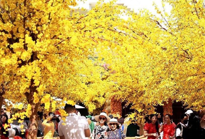 Mai vàng rực rỡ tạo nên một không gian văn hóa mang đậm bản sắc vùng đất phương Nam đón Tết. (Ảnh: Hồng Đạt/TTXVN)