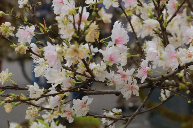 Nhiều cây hoa đã bung nở trắng tinh một màu hoa trứ danh "thập đại danh hoa". Nhiều người đi chợ xuân ghé chiêm ngưỡng mai quý và xuýt xoa. Mai vàng, mai tứ quý hay mai chiếu thủy không hiếm, nhưng loài mai trắng này đúng hiếm có ở Ninh Bình. Năm nay, loài hoa trứ danh này "đổ bộ" cố đô Hoa Lư đón Tết khiến chợ xuân rôm rả.