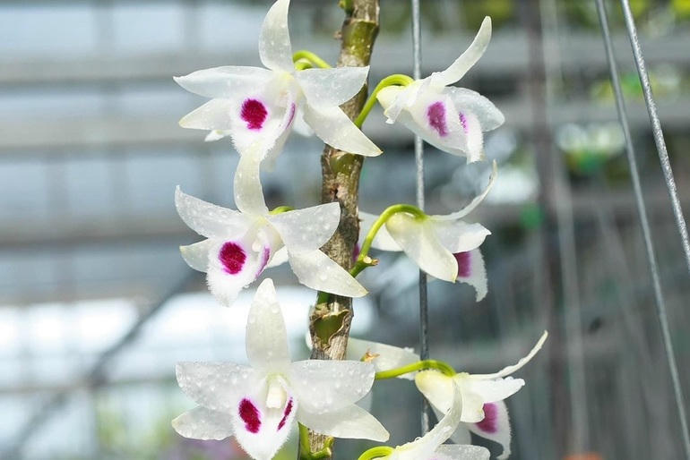 Một cành hoa lan Bạch Tuyết ra hoa trị giá hàng chục tỷ đồng cách đây một năm nhiều người muốn sở hữu (Ảnh: Internet).