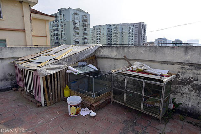 Thậm chí còn được tận dụng để nuôi gia cầm.