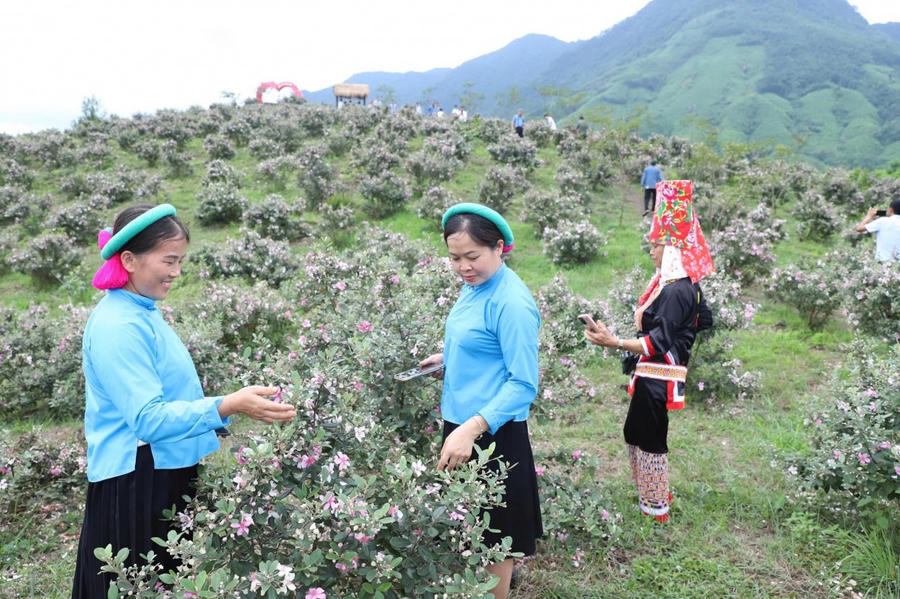 Du khách và người dân tham quan và trải nghiệmnhững vạt đồi sim tím thơ mộng.