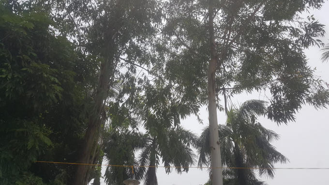  Hai cây Bạch đàn ước nguyện của một liệt sĩ lúc sinh thời.