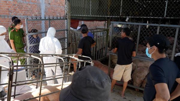 Cơ sở thu gom lợn dịch bệnh bị phát hiện.