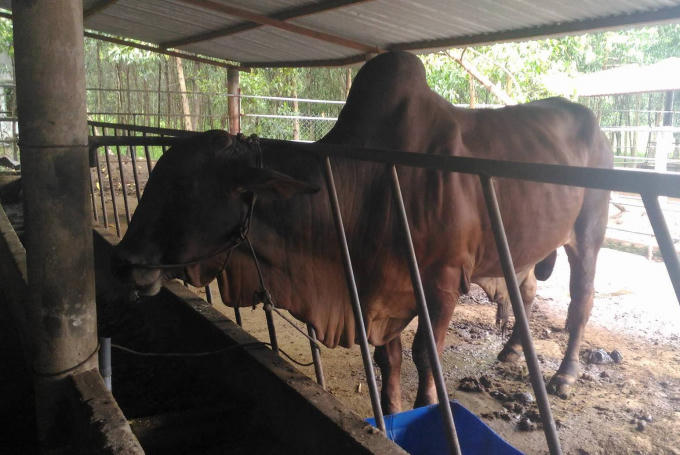 Chú bò khổng lồ này đến từ Ấn Độ.