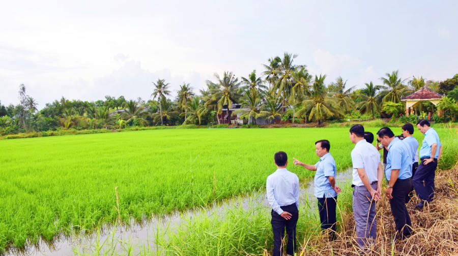 Ông Huỳnh Quốc Việt - Ủy viên dự khuyết BCH TW Đảng, Phó Bí thư Thường trực Tỉnh ủy Bạc Liêu (chỉ tay), thăm mô hình lúa - tôm hiệu quả ở huyện Phước Long, tỉnh Bạc Liêu.