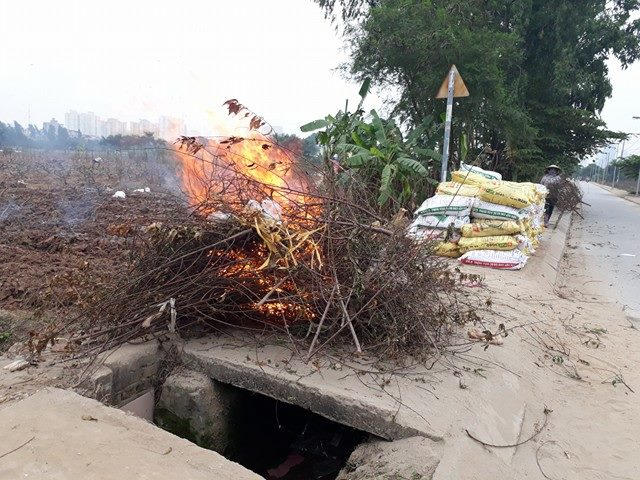 Đào được đốt bỏ ngay cạnh ruộng.