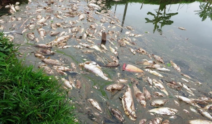 Hàng tấn cá chết chết nổi trắng hồ.