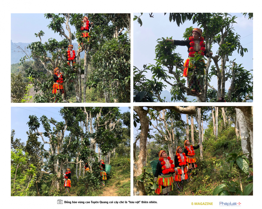 Đau đáu tìm cách bảo tồn và phát triển cây chè shan tuyết cổ thụ