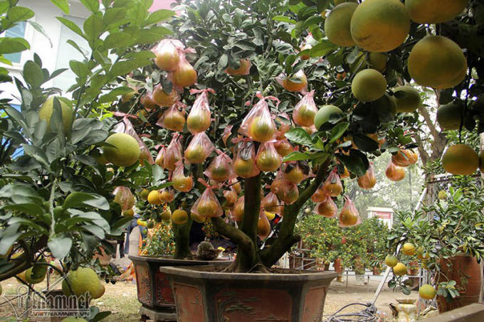 Anh Kim Thắng, chủ vườn cho biết, cây bưởi này được ghép từ gốc bưởi Diễn.