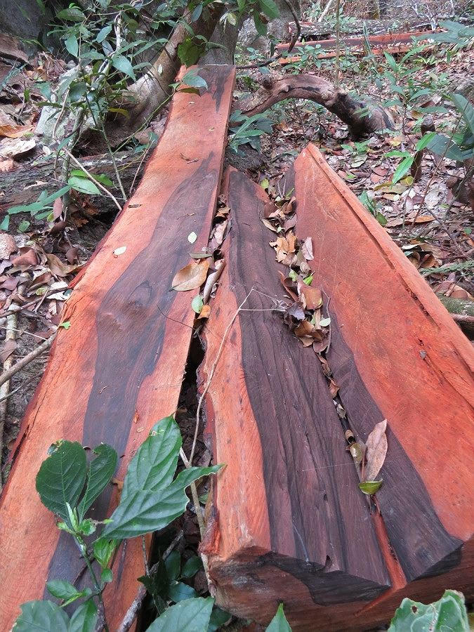 Những gì còn sót lại của 1 cây gỗ mun cổ thụ.