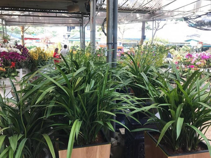 Những chậu hoa "đẳng cấp" với giá từ 20-25 triệu