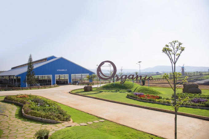 Không gian yên bình tại trang trại bò sữa Vinamilk Organic Đà Lạt.