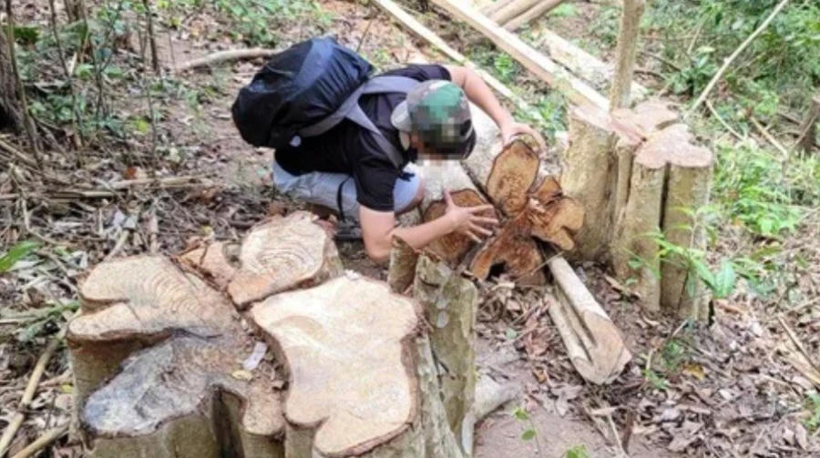 Hiện trường vụ khai thác gỗ trái phép tại huyện Kông Chro. Ảnh: Hồ Nam