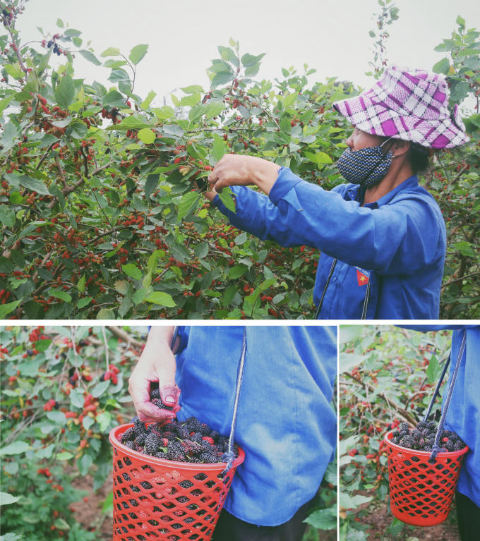 Để không bị dập, sau khi hái xong dâu sẽ được đựng trong những chiếc giỏ mà người hái mang theo.