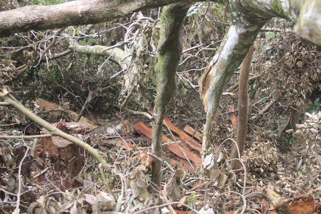 Rừng bị phá nát.