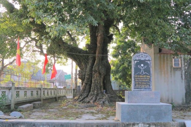 Trải qua 8 thế kỷ sinh sống, hiện nay cây thị vẫn xanh tốt trường tồn với thời gian và đã được công nhận là