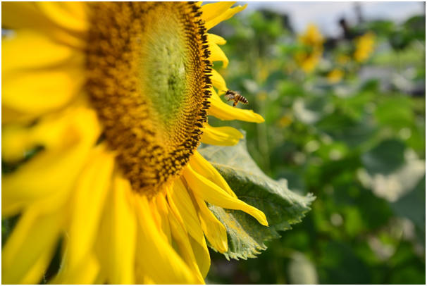 Hướng dương thu hút các loài ong, bướm tìm đến hút mật