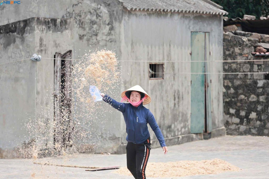 Chị Sơn như một "nghệ sĩ" phơi ruốc. Ảnh NDCC
