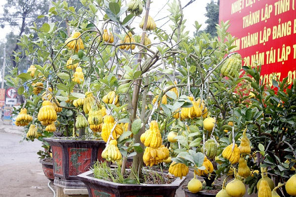 Phật thủ, bưởi Diễn được ghép vào một cây.
