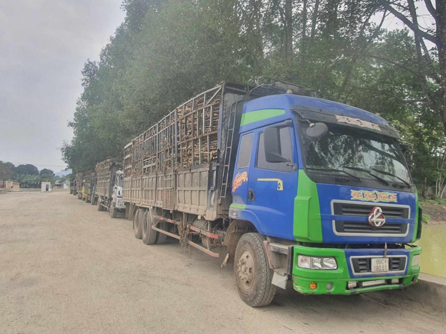 Tập trung thu mua mía cho người dân.