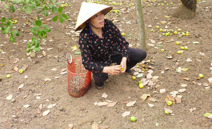 Dù đã vào chính vụ hơn 1 tháng nay nhưng sản lượng thu hoạch chỉ ở mức 10-20%.