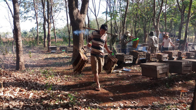 Gánh cầu ong đi quay mật