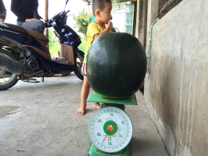 Dưa hấu “khủng” có cân nặng là 17,1kg.