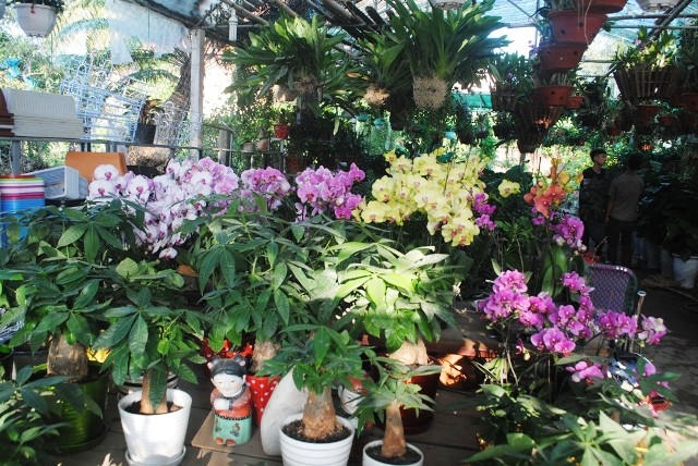 Nhiều gian hàng hoa sặc sỡ bên đại lộ Lê Nin (ảnh Duy Ngợi).