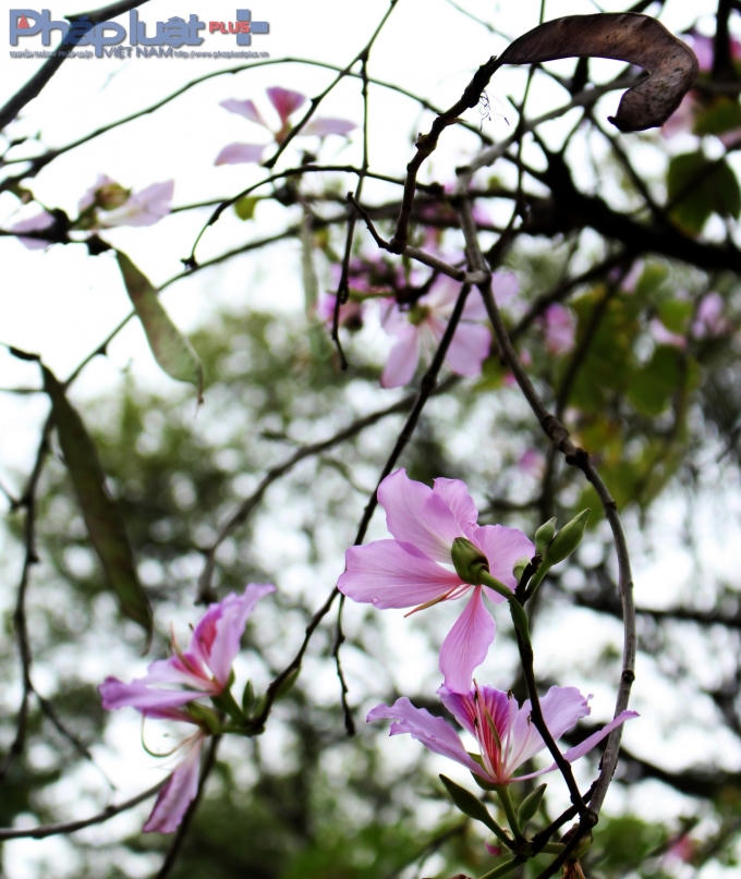 Mùa hoa Ban thường diễn ra tương đối ngắn, từ các giai đoạn phát triển nụ, đâm hoa và kết trái. (Ảnh: Đức Biên)