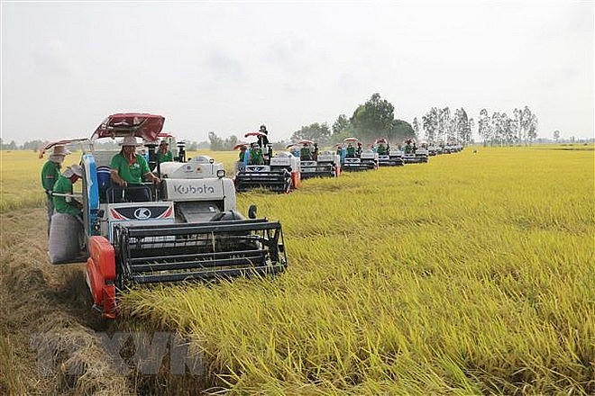 Các doanh nghiệp phải cam kết và bảo đảm đầu ra, cung ứng vật tư nông nghiệp và các mặt hàng phục vụ cho sản xuất lúa. Ảnh: TTXVN
