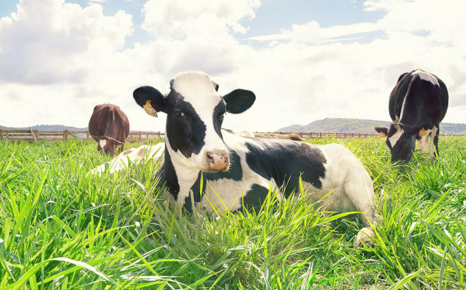 2. Không dư lượng thuốc kháng sinh: đàn bò được lựa chọn kỹ lưỡng theo tiêu chuẩn organic nghiêm ngặt, khoẻ mạnh, có sức đề kháng tốt, đảm bảo không có dư lượng thuốc kháng sinh trong sữa.