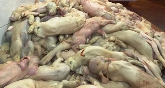 Lô hàng heo sữa thối bị bắt giữ đêm qua