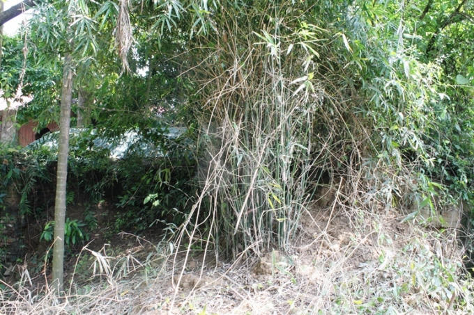 Lối đi lên nóc thành cũng âm u, tĩnh mịch