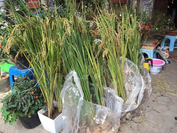 Những cây lúa được trồng vào chậu thu hút sự hiếu kì của những người tò mò.