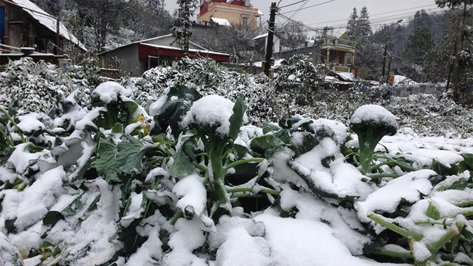 Do ảnh hưởng của kh&ocirc;ng kh&iacute; lạnh mạnh,&nbsp;v&ugrave;ng n&uacute;i cao c&oacute; khả năng xuất hiện băng gi&aacute;. Ảnh: TL