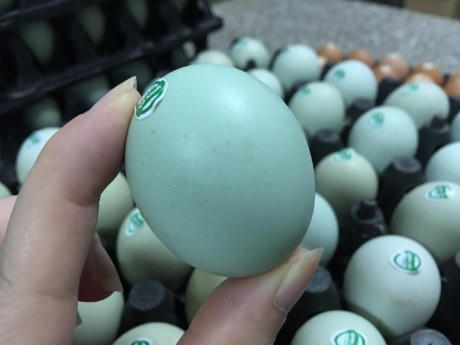 Nhưng vỏ rất dày và cứng, cho vào lò nướng chín quả trứng vẫn giữ được màu xanh tự nhiên