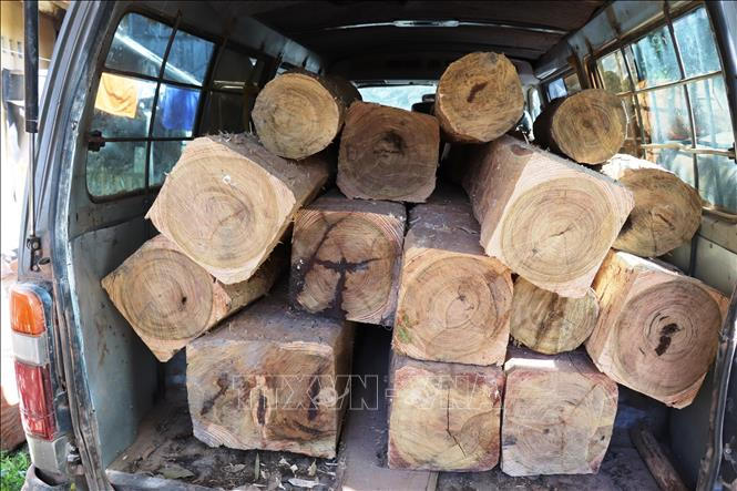 Số lượng gỗ lậu vừa bị Chi cục Kiểm lâm và Công an Tây Ninh bắt giữ.