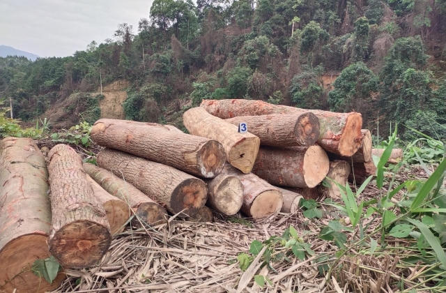 Chủ tịch tỉnh Bắc Kạn chỉ đạo xử lý nghiêm vụ phá rừng tại huyện Chợ Đồn